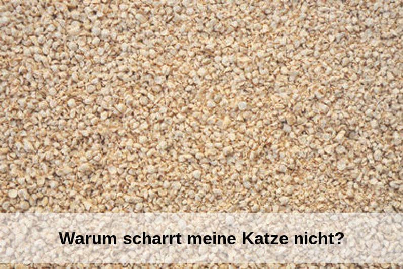 Wenn deine Katze nicht auf dem Katzenklo scharrt, kann es an verschiedenen Problemen liegen.